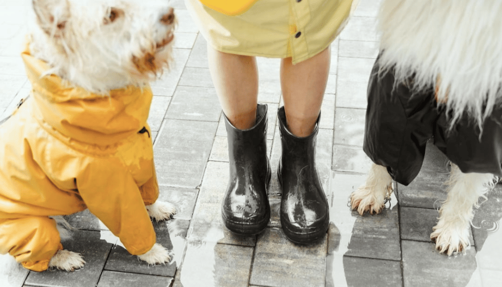 2 dogs stood next to owners feet